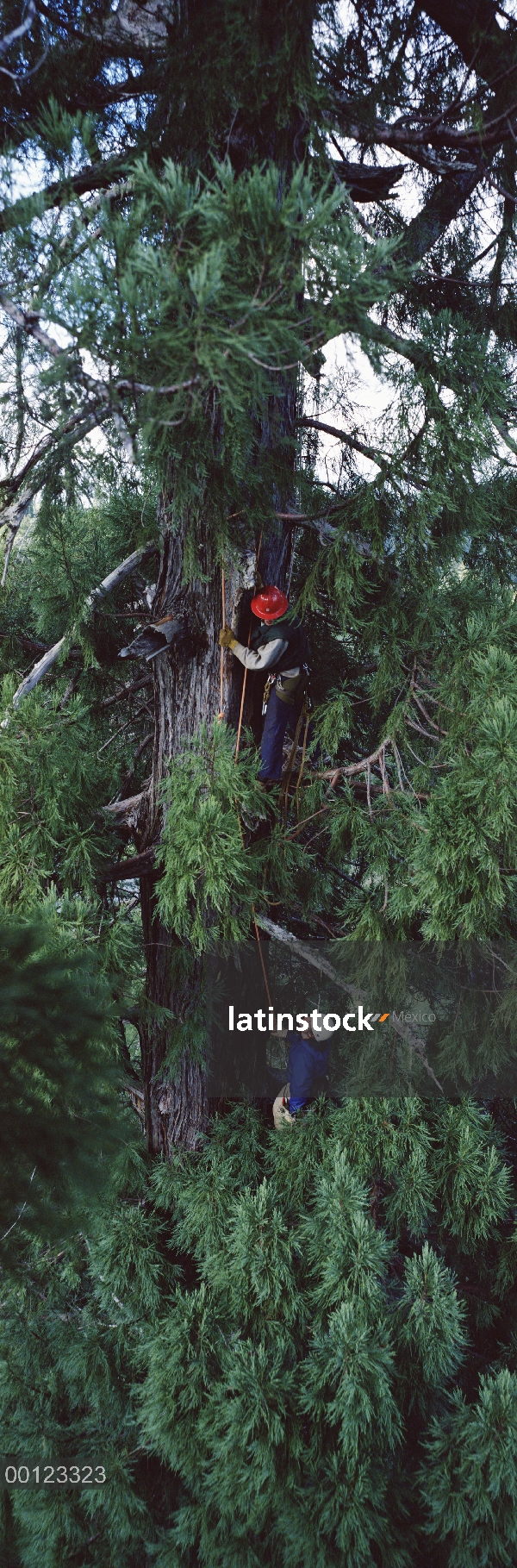 Investigadores de Costa Redwood (Sequoia sempervirens) suben árbol de vida más alto del mundo, 365 y