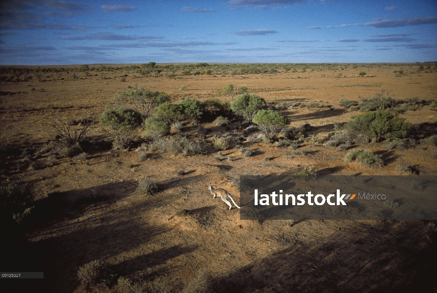 Canguro rojo (Macropus rufus) salto, Australia