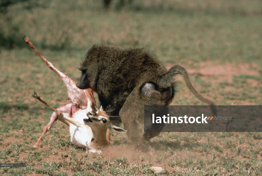 Olive Baboon (Papio anubis) atacando a gacela de Thomson (Eudorcas thomsonii), Parque Nacional del S