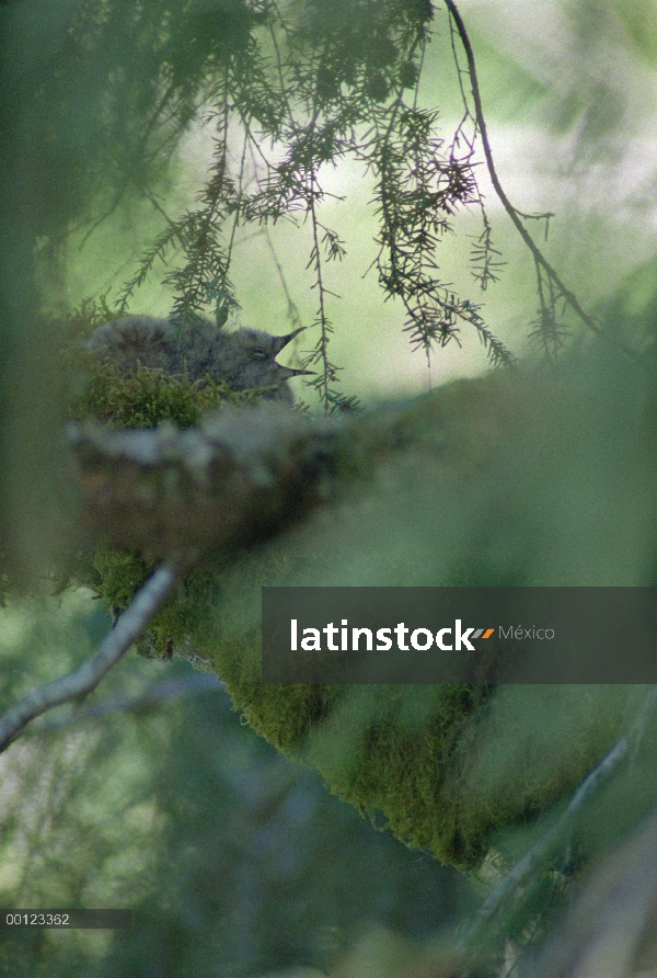 Jaspeado chick Mérgulo (Brachyramphus marmoratus marmoratus) llamando desde su nido de canopy, Orego