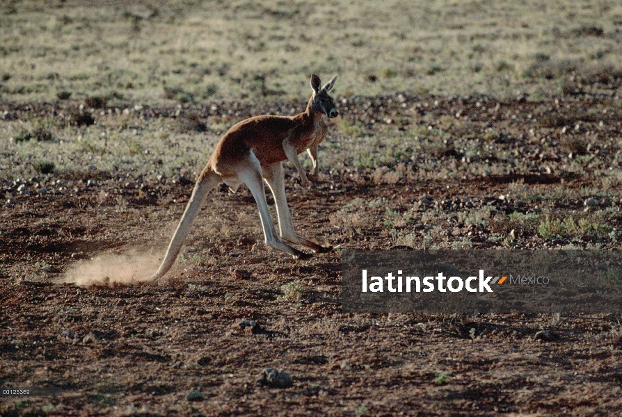 Canguro rojo (Macropus rufus), hopping, Australia