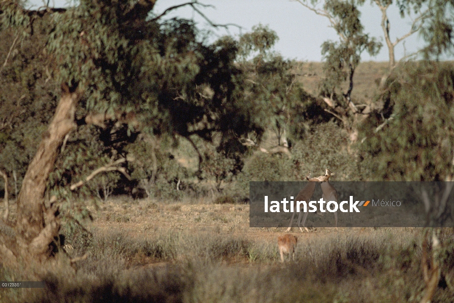 Canguro rojo (Macropus rufus), luchando a los machos entre eucaliptos, Australia