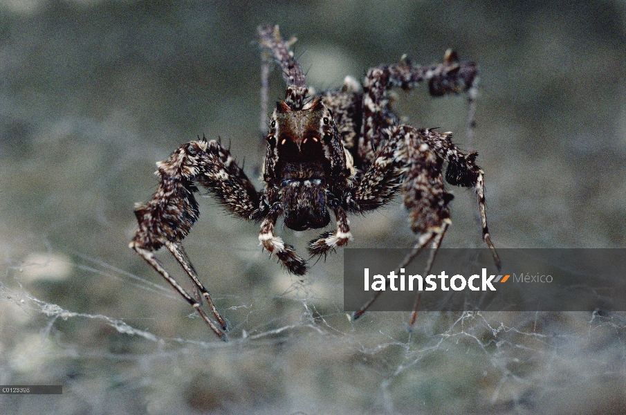 Salta (Portia fimbriata) desplume araña de otra araña, imitando las vibraciones hechas por un mosqui