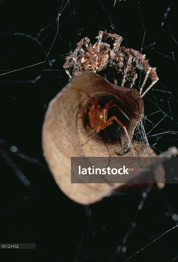 Jumping Spider (Portia fimbriata) sobre nido de hoja de araña agresiva (Achaearanea camura) crea vib