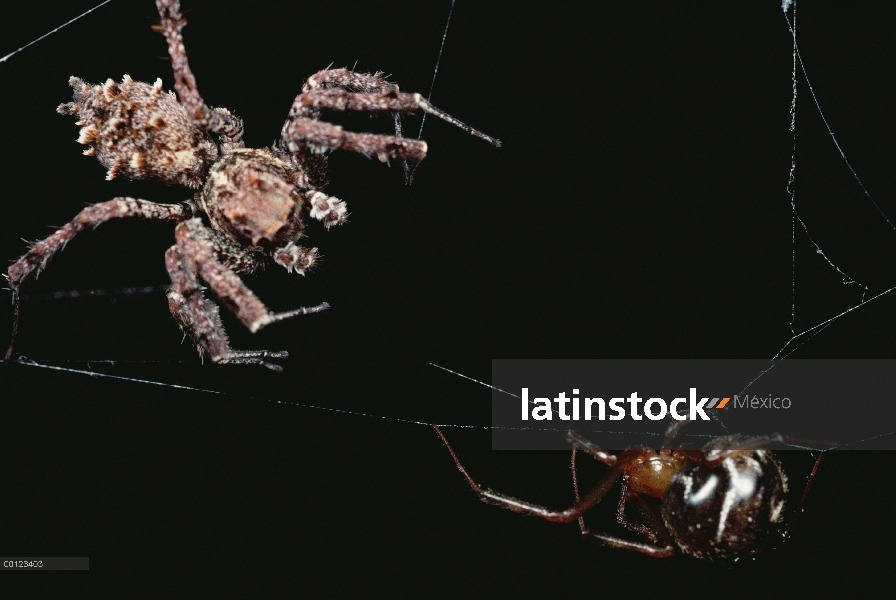 Jumping Spider (Achaearanea camura) se arrastra fuera del nido para investigar vibraciones de la web