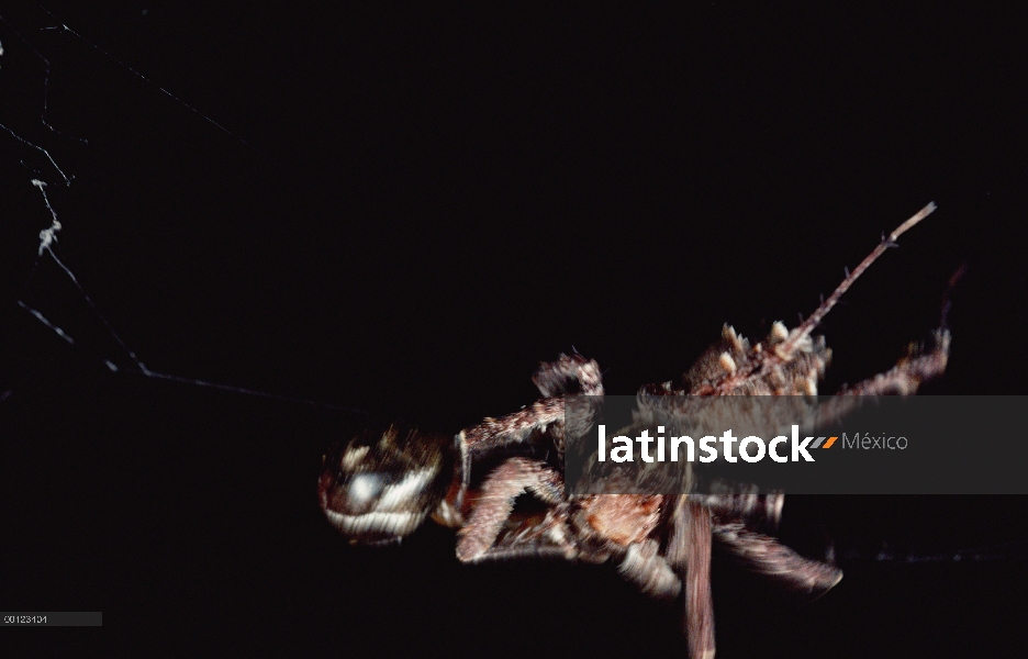 Jumping Spider (Achaearanea camura) es engañado fuera de su nido por vibraciones imitación de presa,