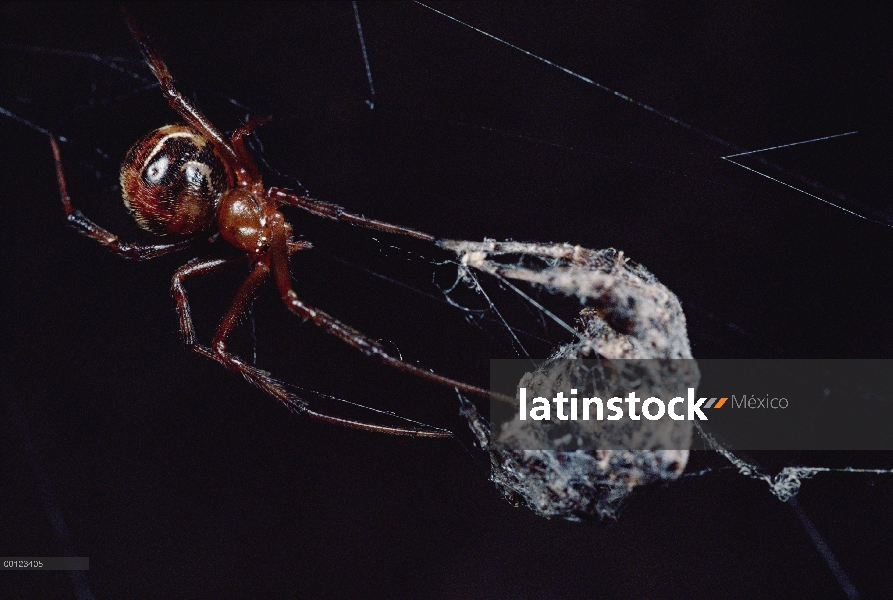 Araña (Achaearanea camura) de web cercana, asustado por los movimientos de la araña que salta (Porti