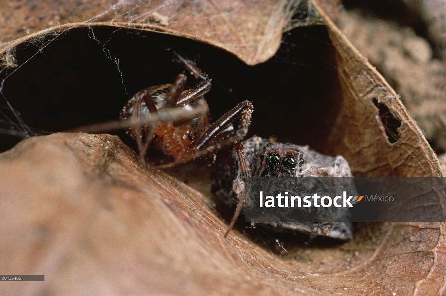 Araña (Achaearanea camura) de web cercana, asustado por los movimientos de JumpingSpider (Portia fim