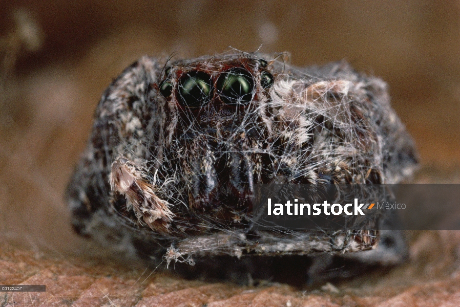 Jumping Spider (Portia fimbriata) está atrapado en la seda pegajosa de araña (Achaearanea camura) ha