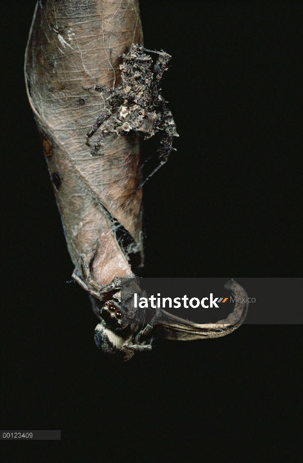 Mujer araña (Euryattus sp) de salto atraído desde nido de araña que salta (Portia fimbriata) imitand