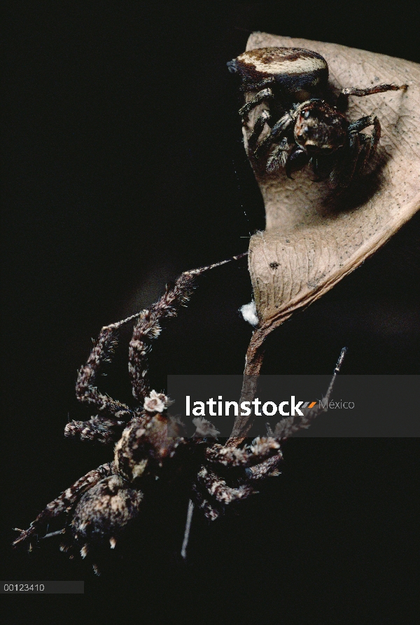 Mujer araña (Euryattus sp) de salto atraído desde nido de araña que salta (Portia fimbriata) imitand