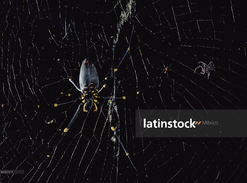 Jumping Spider (Portia fimbriata) evita la araña de madera gigante mujer enorme (Nephila maculata) y