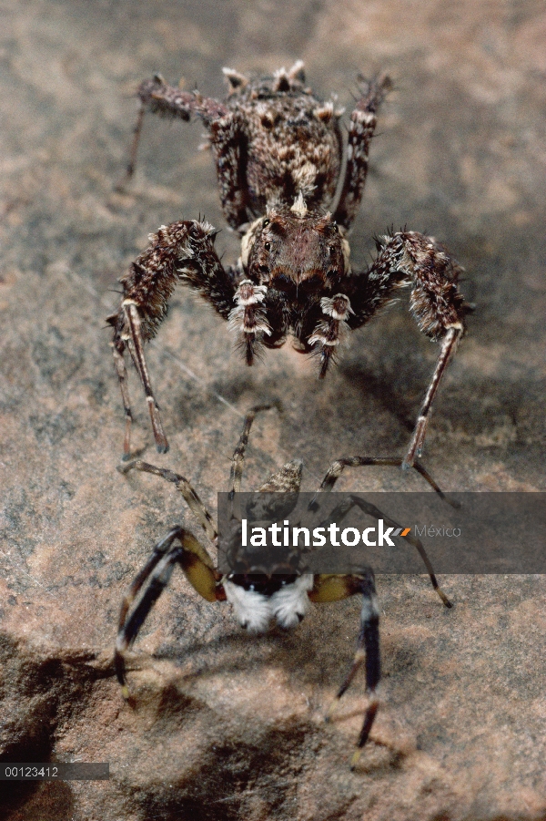 Saltar araña acecho del salto de araña (Portia fimbriata), si la mina afilada ojo gira en torno a Po