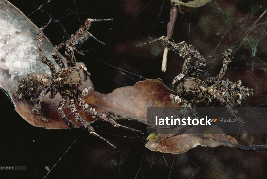 Salto de las hembras de la araña (Portia fimbriata) peleando por huevos y nido, tales batallas a men