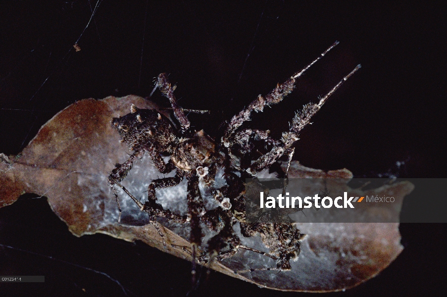 Salto de las hembras de la araña (Portia fimbriata) peleando por huevos y nido, tales batallas a men