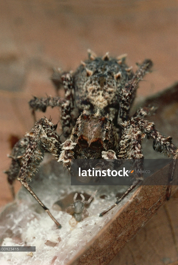 Jumping Spider (Portia fimbriata) comer spiderlings y huevos de su golpeado rival de Portia, Queensl