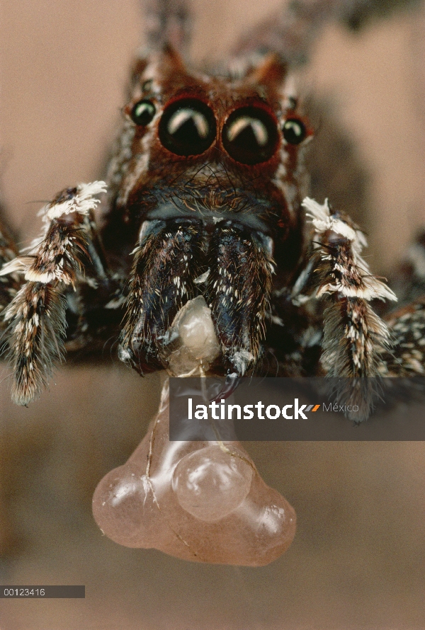 Jumping Spider (Portia fimbriata) comer los huevos de su golpeado rival de Portia, Queensland, Austr