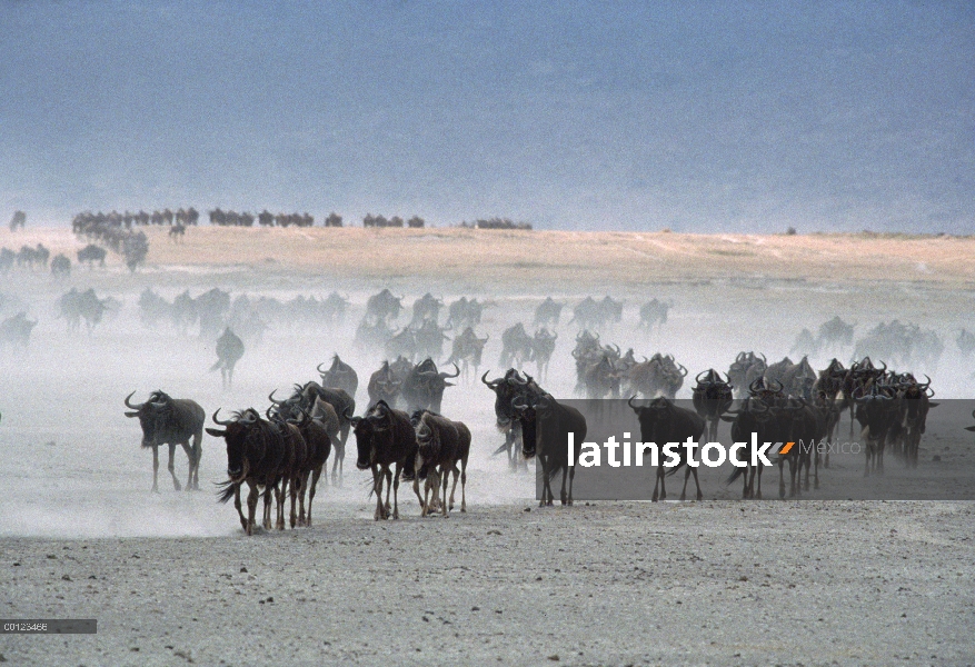 Wildebeest azul (taurinus de Connochaetes) manada en polvo, Parque Nacional del Serengeti, Tanzania