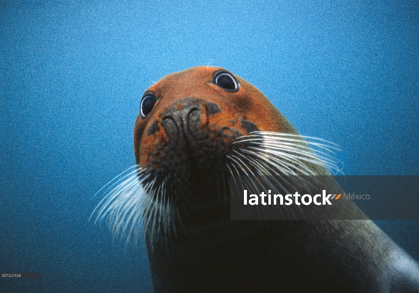 Sello barbudo (Erignathus barbatus) con la cabeza manchada de rojo de los sedimentos de suelo rico e