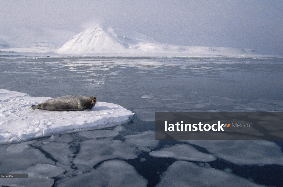 Sello barbudo (Erignathus barbatus) en témpano de hielo, Noruega