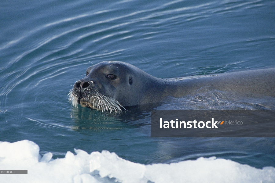 Sello de Barbuda (Erignathus barbatus) superficie, Noruega