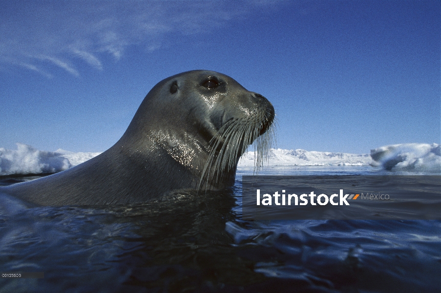 Sello de Barbuda (Erignathus barbatus) superficie, Svalbard, Noruega