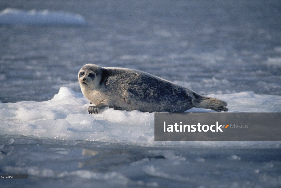 Sello barbudo (Erignathus barbatus) en témpano de hielo, Noruega