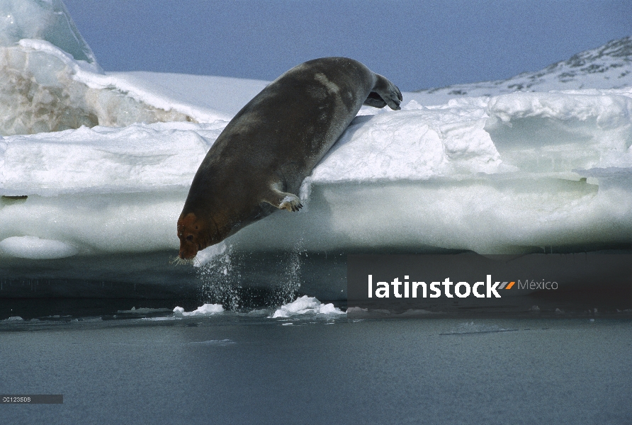 Sello barbudo (Erignathus barbatus) de buceo desde el borde del hielo, Svalbard, Noruega