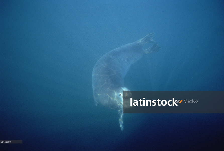 Sello de Barbuda (Erignathus barbatus) nadar bajo el agua, Noruega