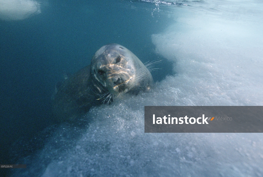 Barbuda (Erignathus barbatus) sello de agua, Noruega