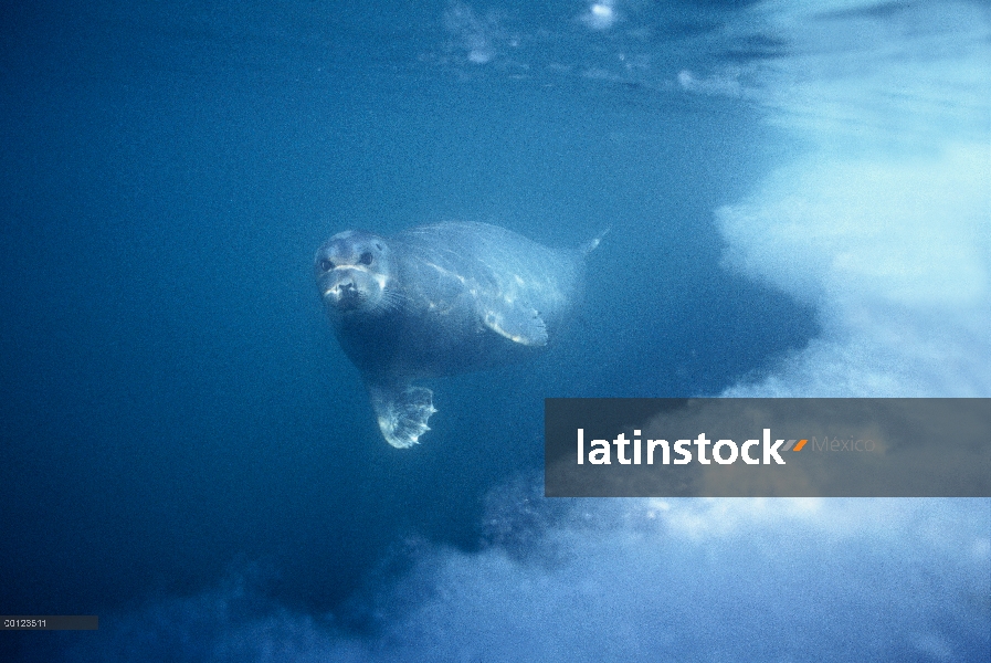 Barbuda (Erignathus barbatus) sello de agua, Noruega