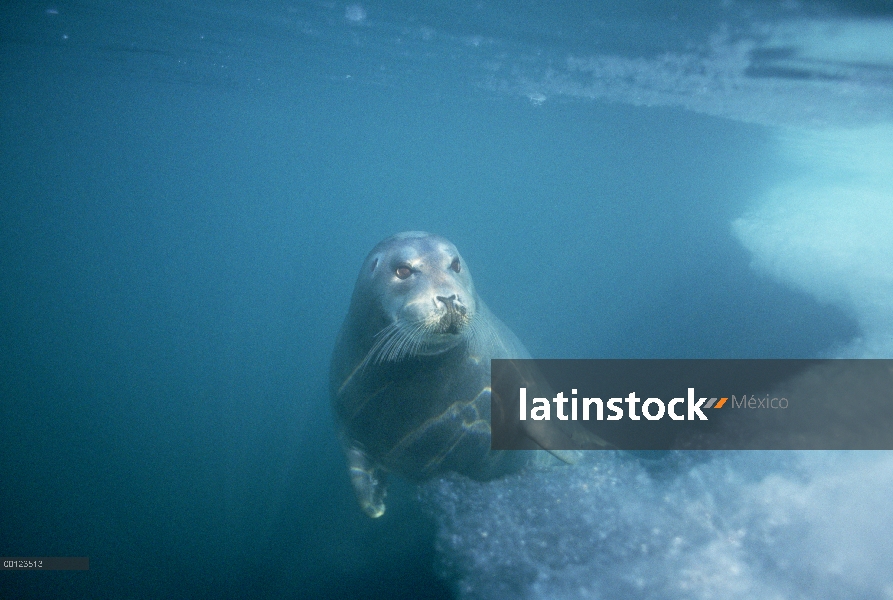 Barbuda (Erignathus barbatus) sello de agua, Noruega