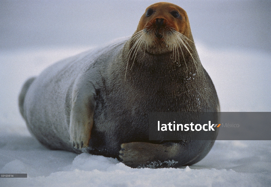 Barbudo sello (Erignathus barbatus) macho descansando en témpano de hielo con la cabeza teñida de ro