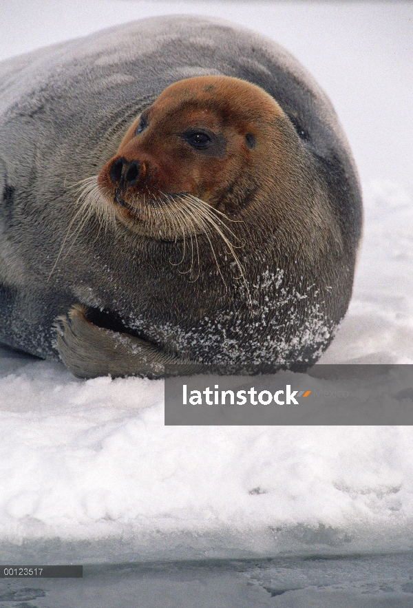 Barbudo varón adulto del sello (Erignathus barbatus), el témpano de hielo