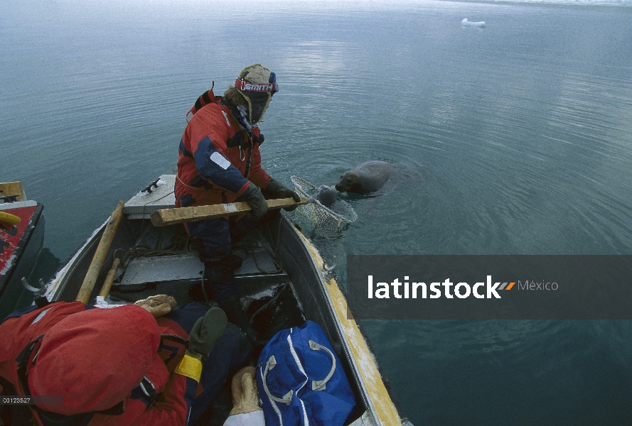 Barbudo cachorro cautivo de sello (Erignathus barbatus) se muestra a la madre por los investigadores