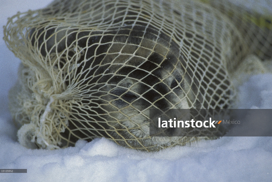 Barba pup de sello (Erignathus barbatus) capturado por los investigadores para el etiquetado, Svalba