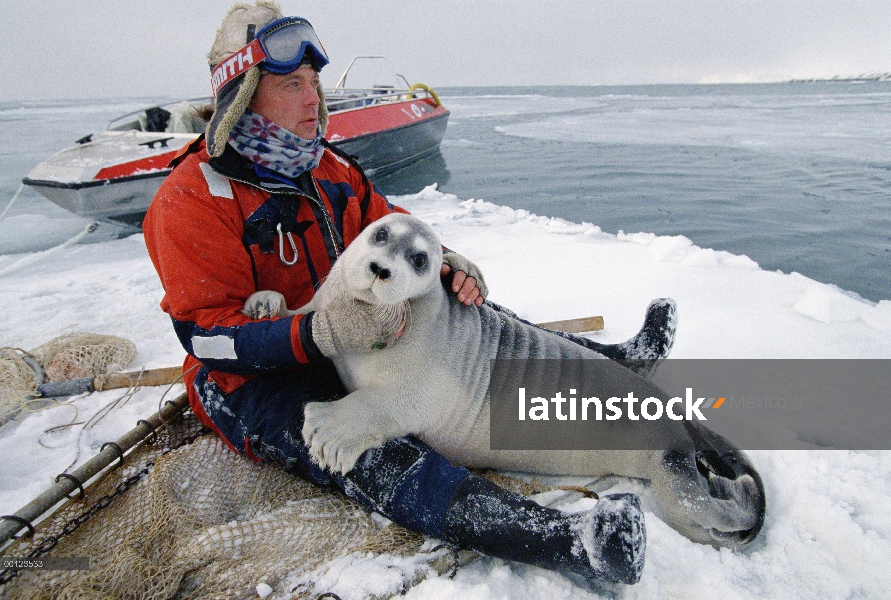 Barbudo investigador (Erignathus barbatus) de sello consolando crías capturadas, Noruega