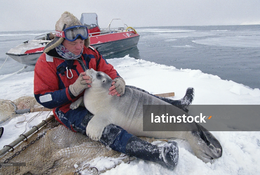 Barbudo Seal (Erignathus barbatus) pup chupa dedo del investigador para la comodidad, Noruega