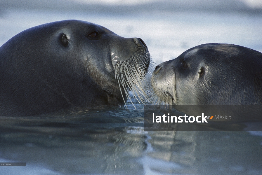 Barbudo sello (Erignathus barbatus) madre y cachorro, Svalbard, Noruega