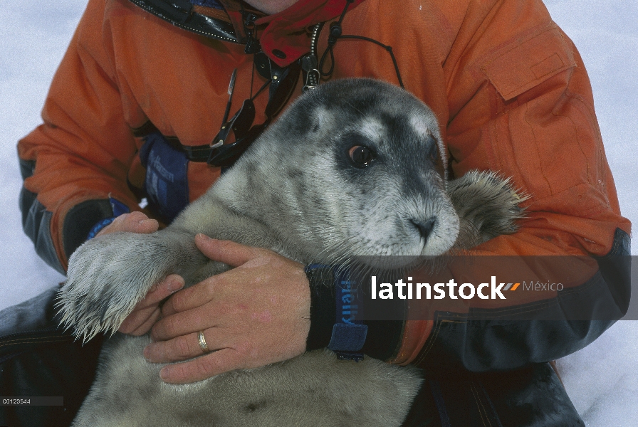 Barbudo Seal (Erignathus barbatus) pup consolado por el investigador, Svalbard, Noruega