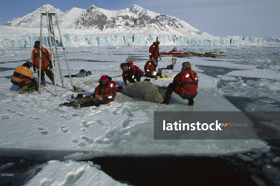 Barbudo Seal (Erignathus barbatus) pup consolado mientras que la madre es pesada y etiquetada, Svalb