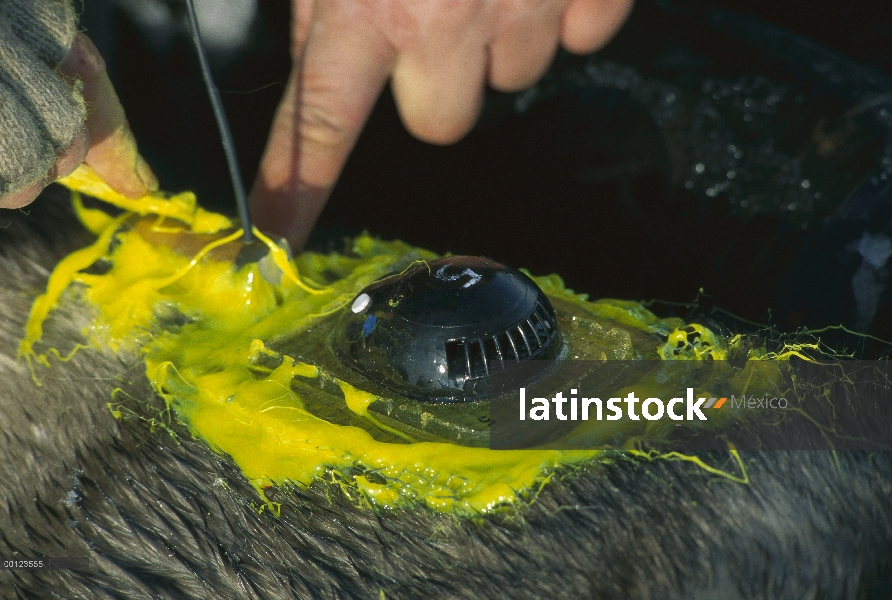 Barbudo investigadores de sello (Erignathus barbatus) instalar el transmisor de radio sobre individu