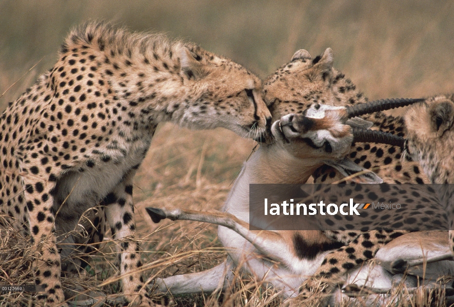 Par de guepardo (Acinonyx jubatus) con gacela de Thomson (Eudorcas thomsonii), Serengeti, Tanzania