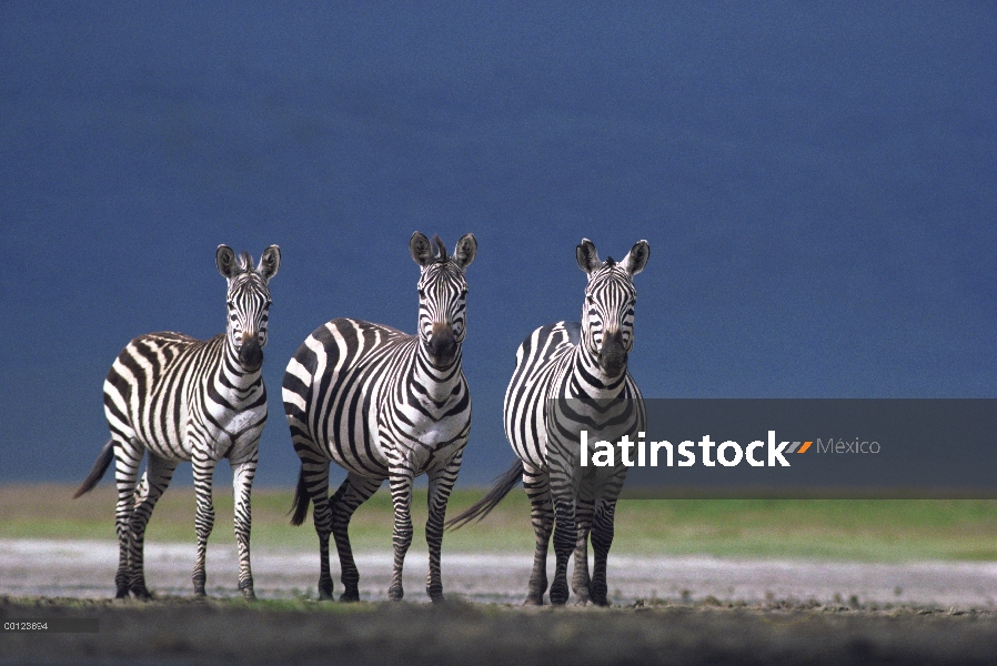 Trío de cebra (Equus burchellii) de Burchell en llanura polvorienta, Parque Nacional del Serengeti, 