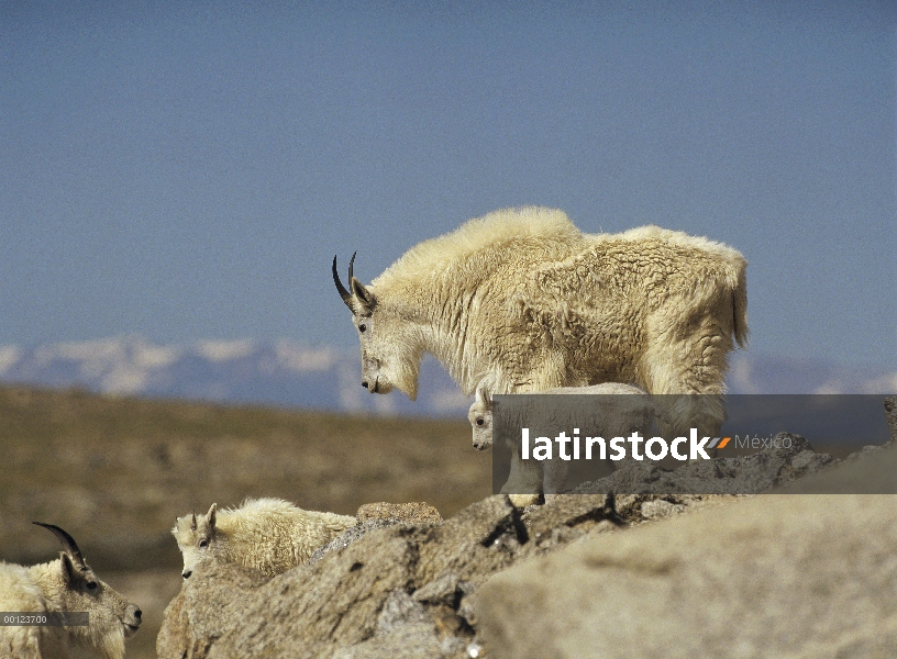 Cabra de la montaña (Oreamnos americanus) los padres y niños, Mt Evans, Colorado