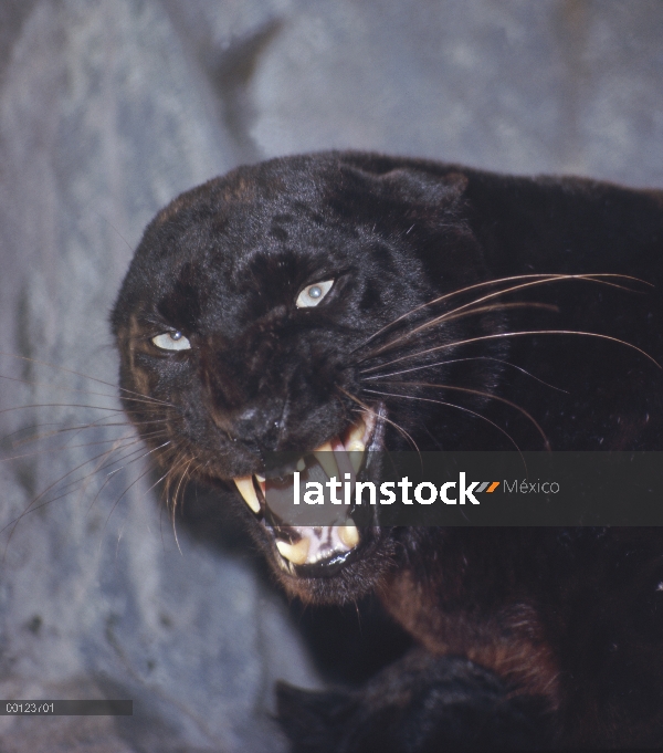 Morfo de color negro pantera Jaguar (Panthera onca), tironeo, América Central