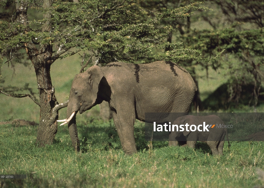 Elefante africano (Loxodonta africana) madre y el becerro, Reserva Nacional de Masai Mara, Kenia