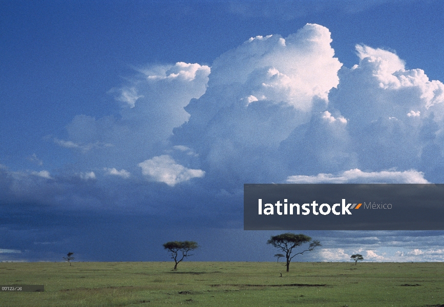 Que silban árboles de espina (Acacia drepanolobium), Reserva Nacional de Masai Mara, Kenia