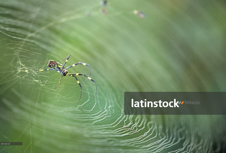 Araña en web, Nagasaki, Japón