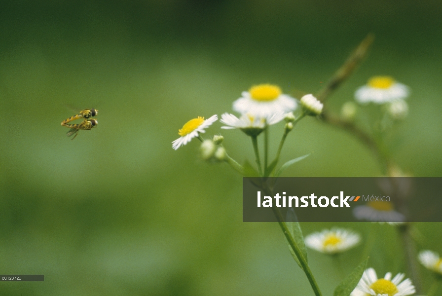 Drone Fly (Eristalis tenax) pareja de apareamiento durante el vuelo, Saitama, Japón